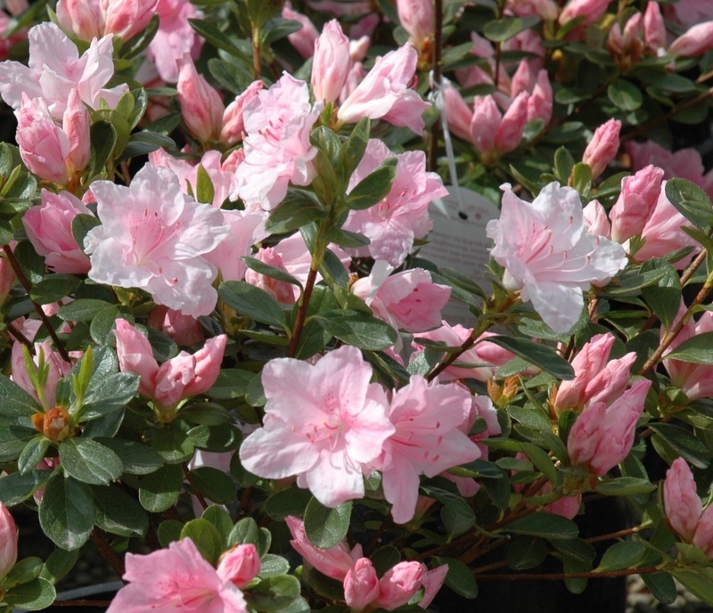 Rhododendron Harris