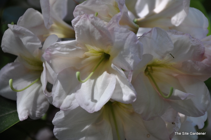 Rhododendron Maud Corning