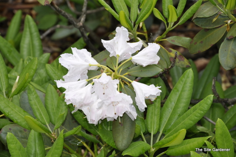 Rhododendron Nuance — photo 1