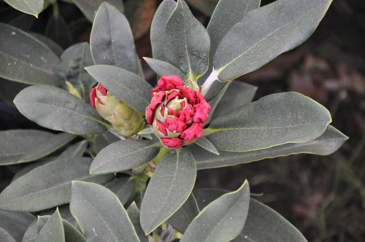 Rhododendron Tina Heinje — photo 1