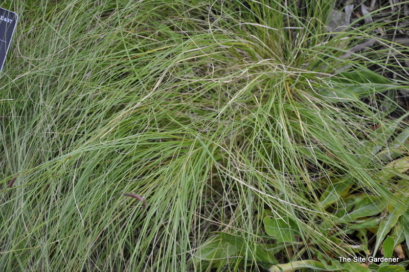 Bouteloua Gracilis
