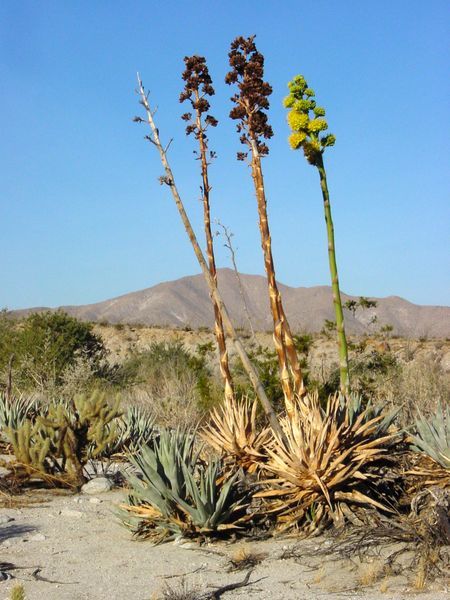 Agave Deserti — photo 1