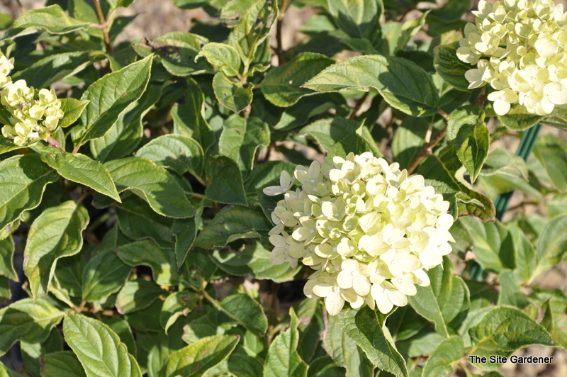 Hydrangea paniculata 'Little Lime'