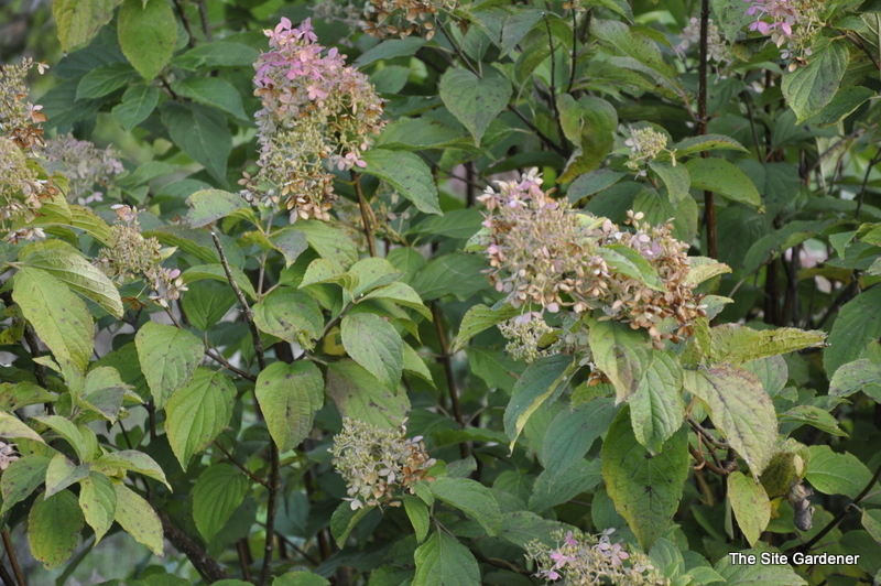 Hydrangea paniculata 'Phantom'