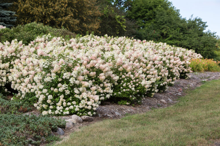 Hydrangea paniculata 'Strawberry Sundae'