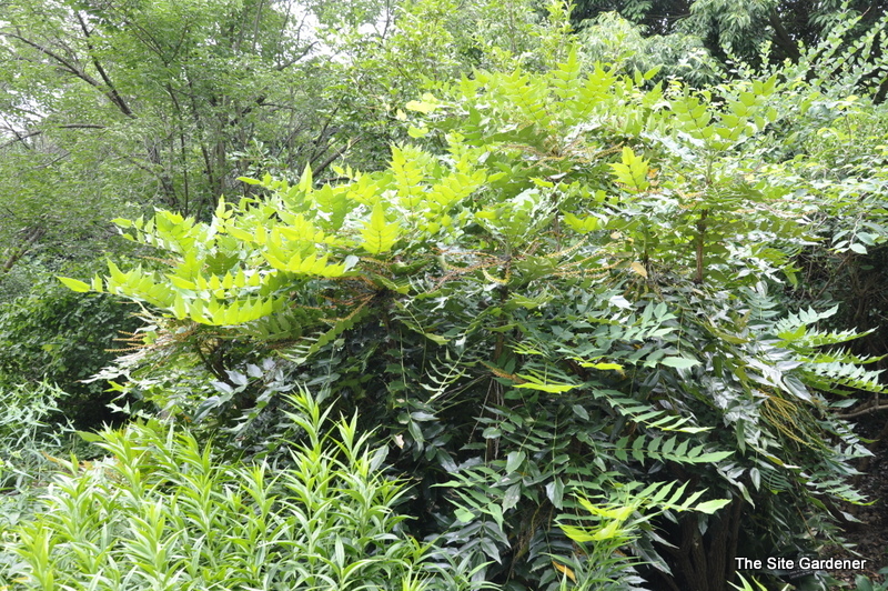 Mahonia Winter Sun — photo 1