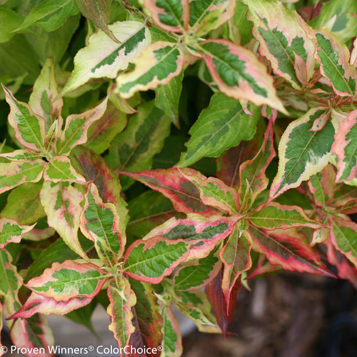 Weigela My Monet Sunset — photo 1