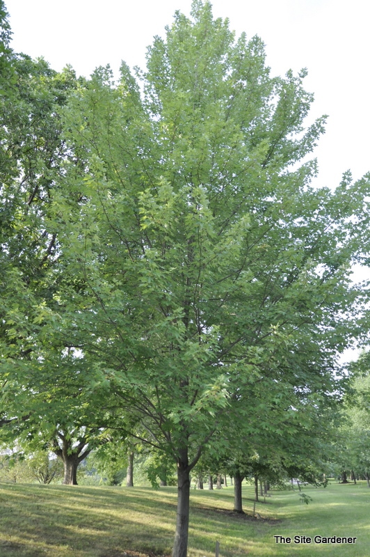 Acer x freemanii 'Autumn Fantasy'