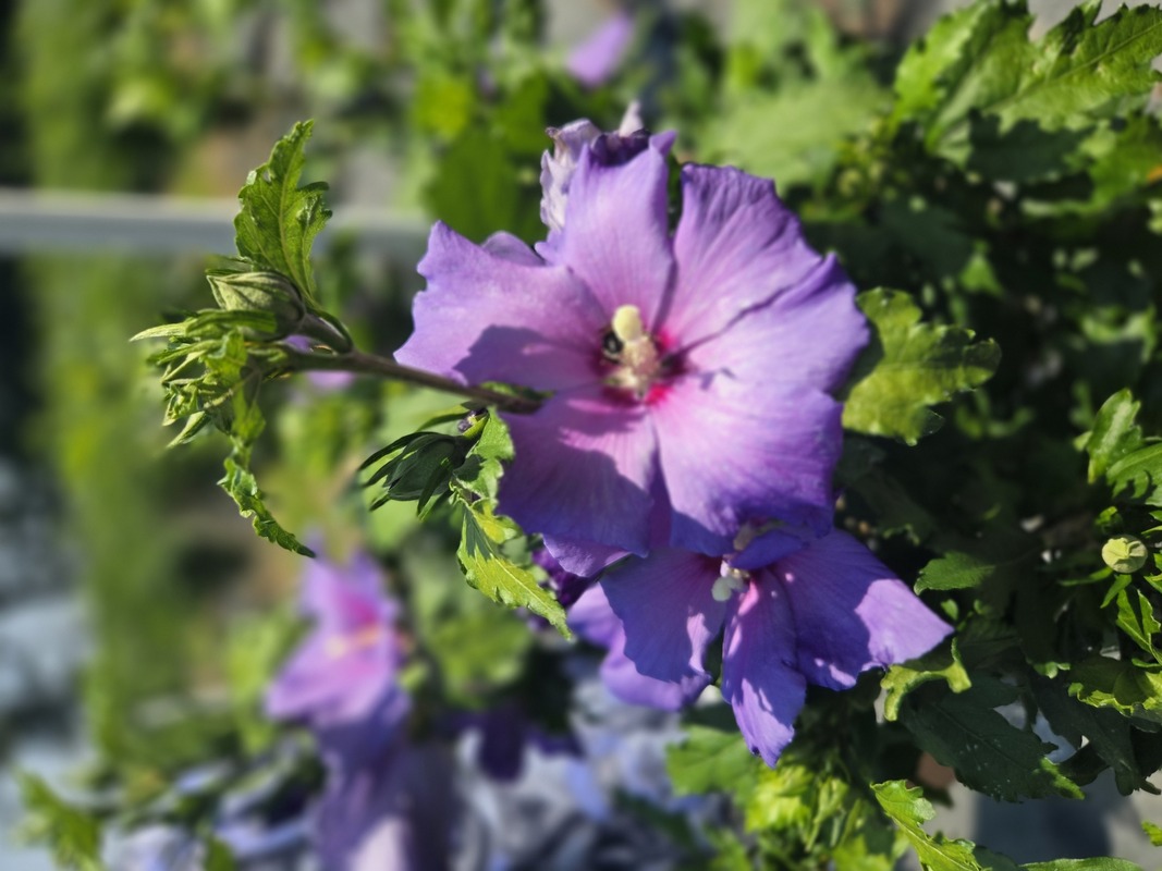 Hibiscus syriacus Showtime — photo 1