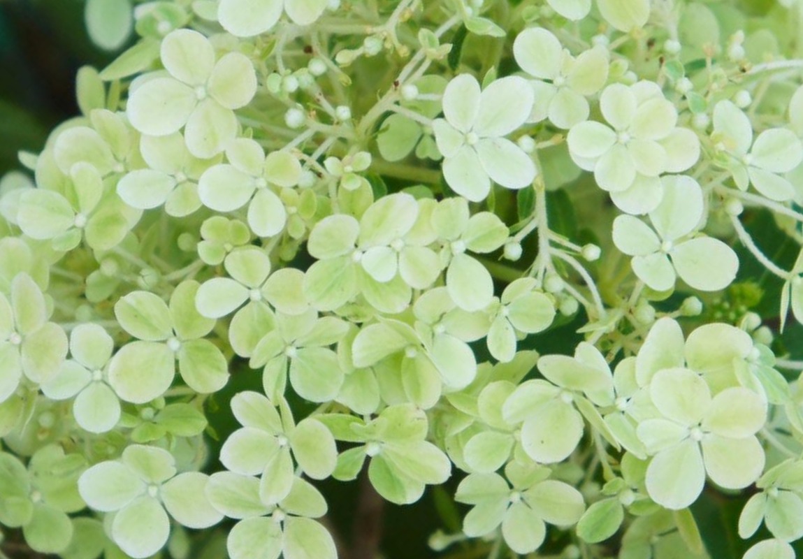 Hydrangea paniculata 'Magical Moonlight