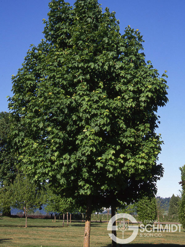 Acer platanoides 'Parkway' — photo 1