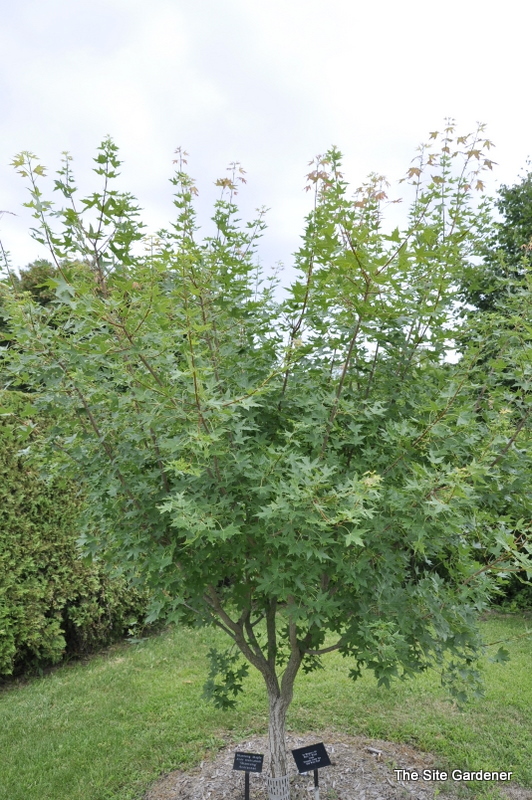 Acer truncatum 'Main Street' — photo 1