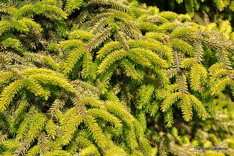Picea orientalis Skylands