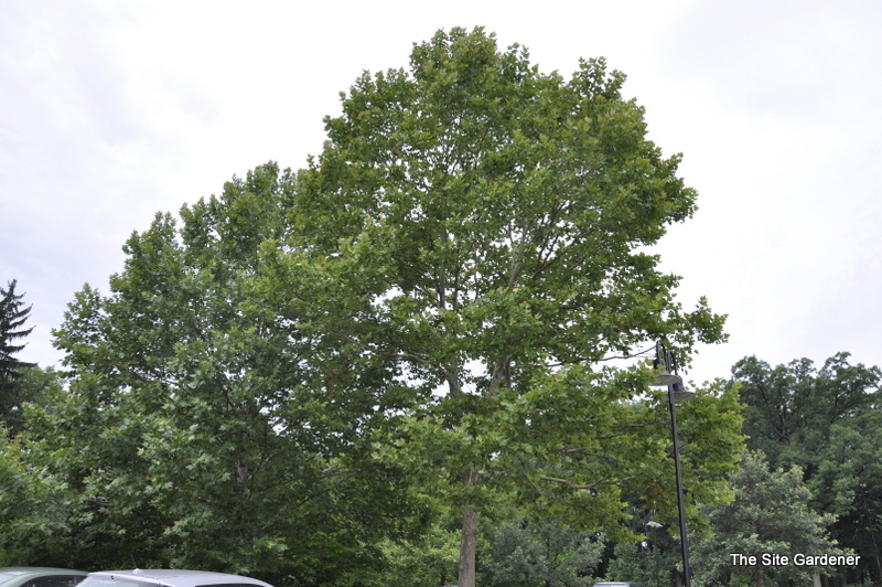 Platanus orientalis var. acerifolia 'Bloodgood'