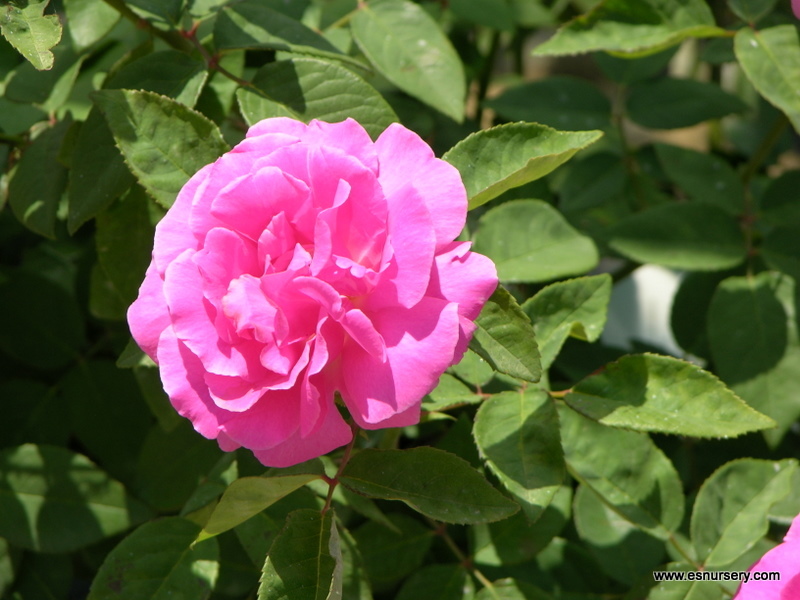 Rosa X Zepherine Drouhin — photo 1