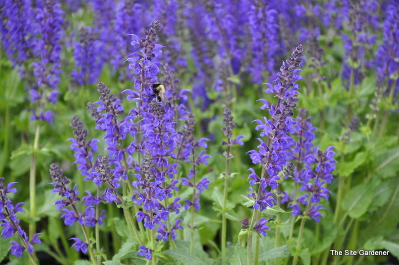 Salvia Viola Klose — photo 1