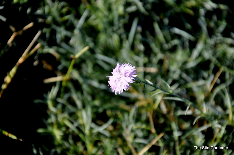 Scabiosa Pink Mist — photo 1