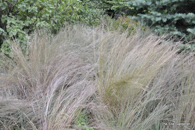 Schizachyrium scoparium 'The Blues' — photo 1