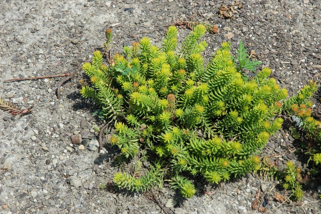 Sedum Angelina — photo 1