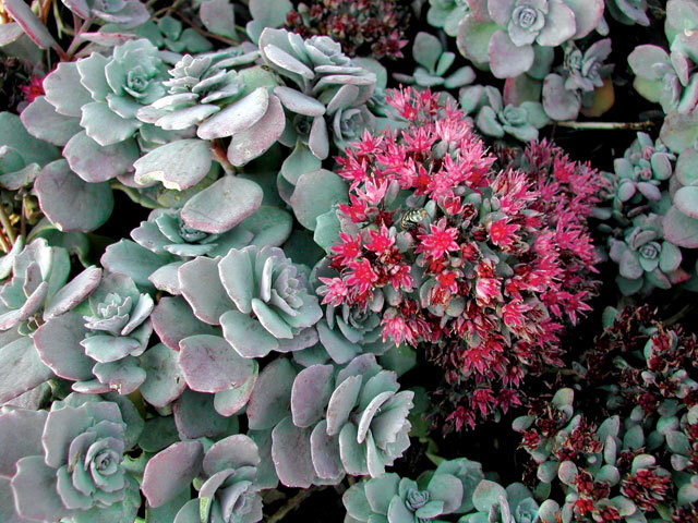 Sedum Lidakense — photo 1