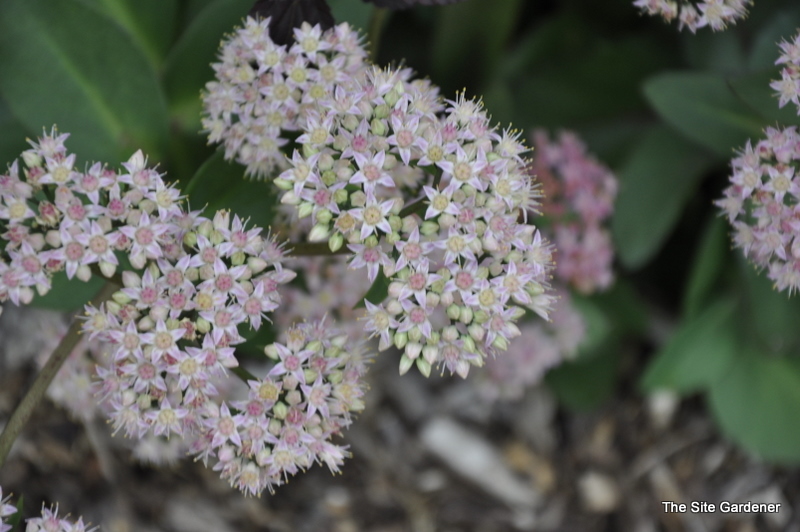 Sedum Vera Jameson