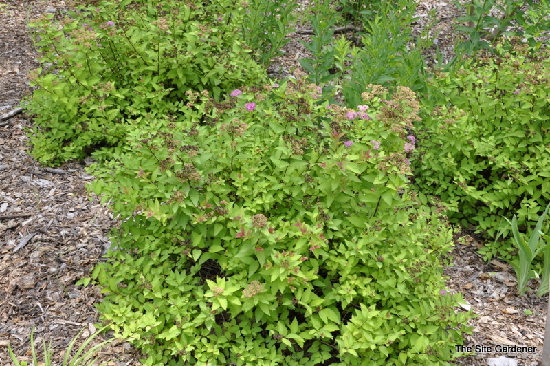 Spirea japonica 'Magic Carpet'