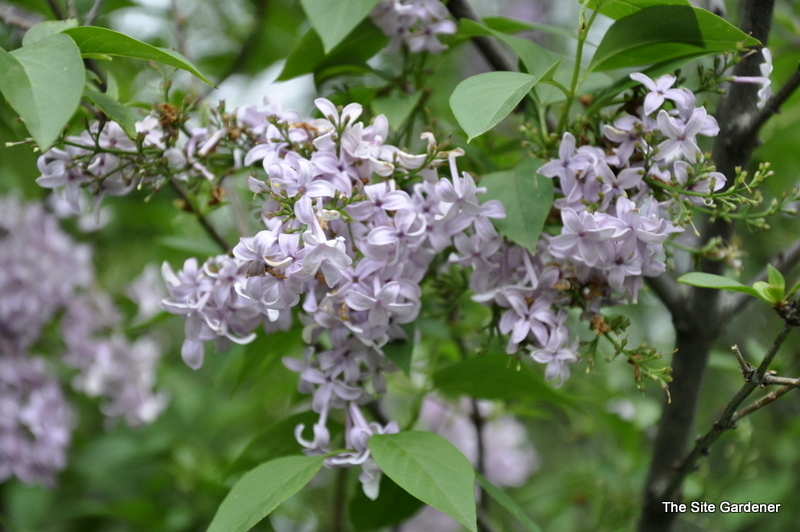 Syringa persica