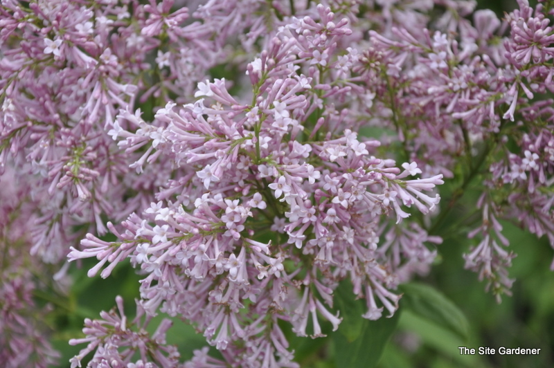 Syringa prestoniae James MacFarlane