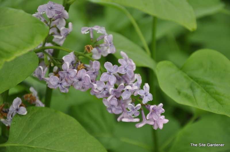 Syringa vulgaris Agincourt Beauty