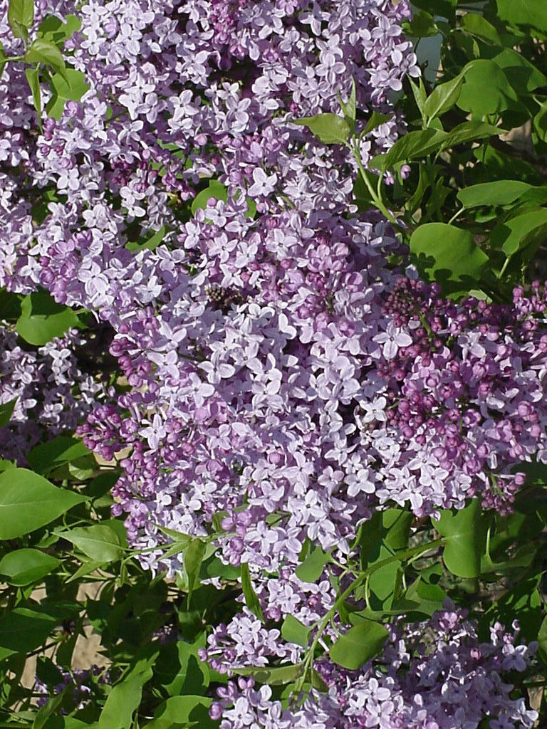 Syringa x hyacinthiflora 'Assessippi'