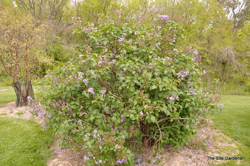 Syringa x hyacinthiflora 'Pocahontas'