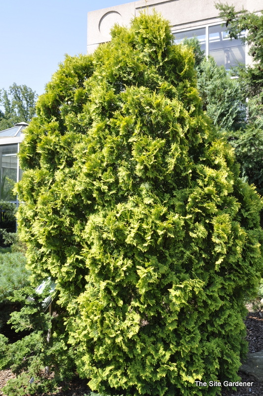 Thuja orientalis Aurea Nana