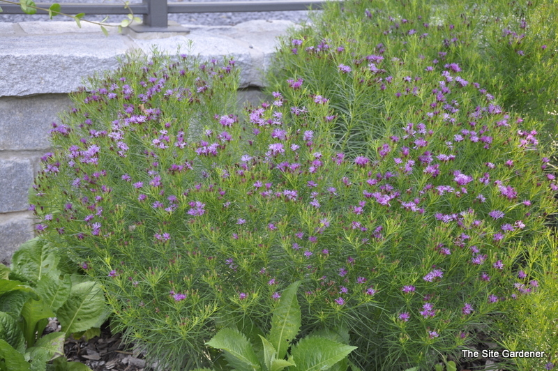 Veronica peduncularis Georgia Blue — photo 1