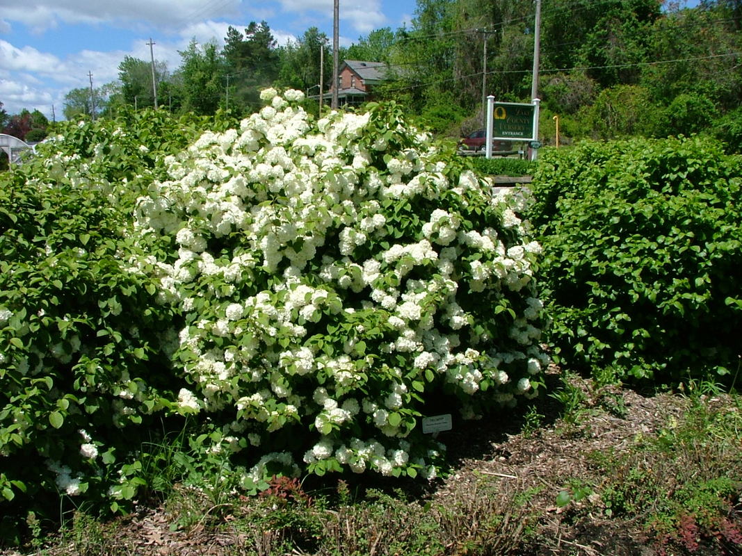 Viburnum Emerald Triumph