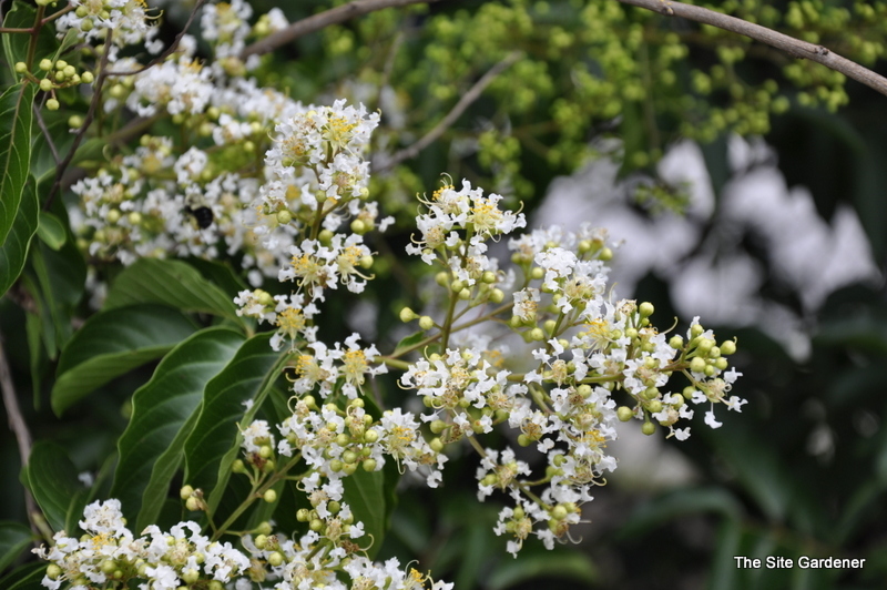 Viburnum Eskimo — photo 1