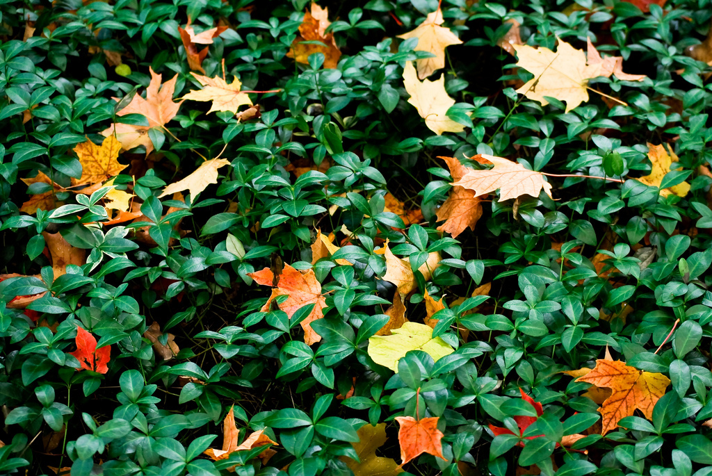 Vinca minor Green Carpet — photo 1