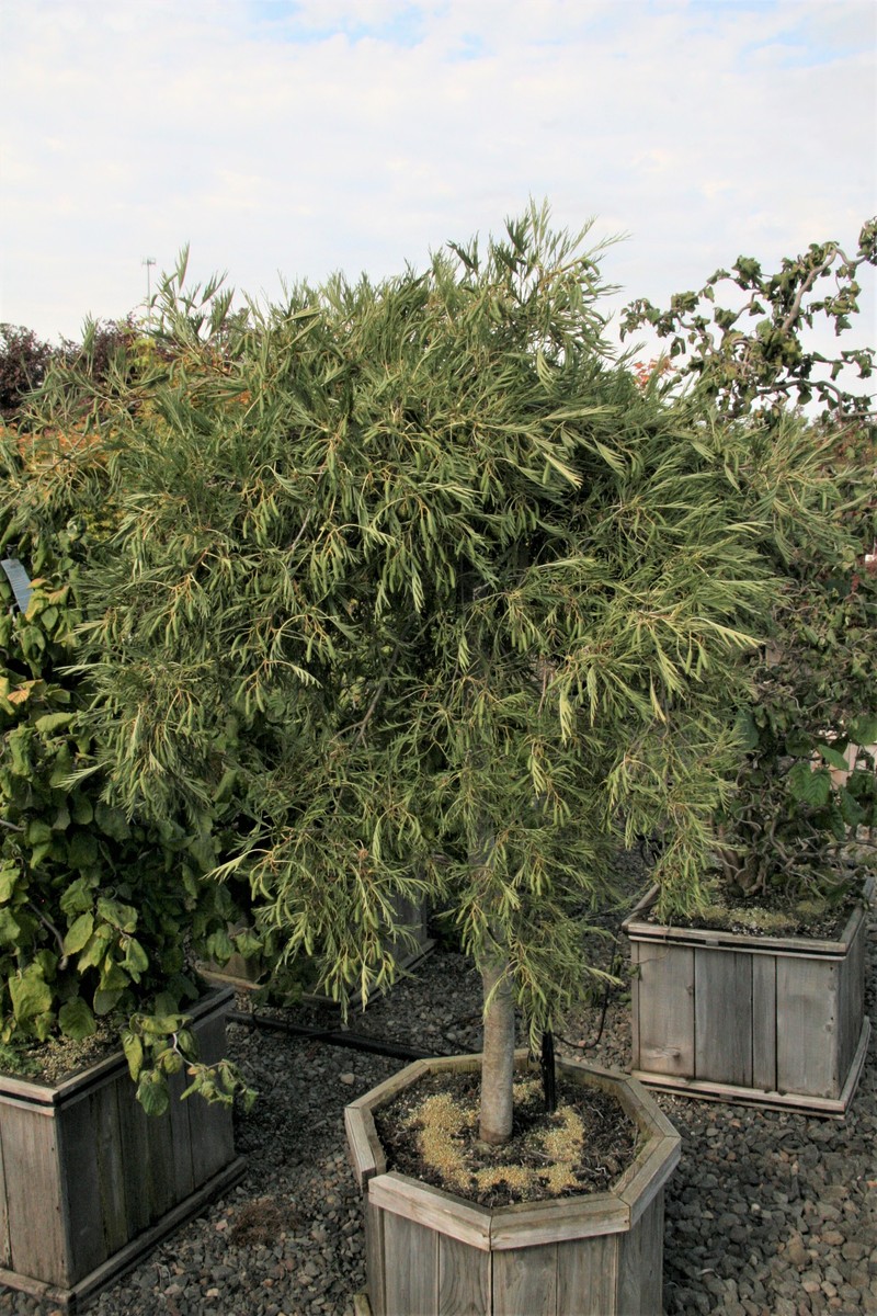 Alnus pendula — photo 1