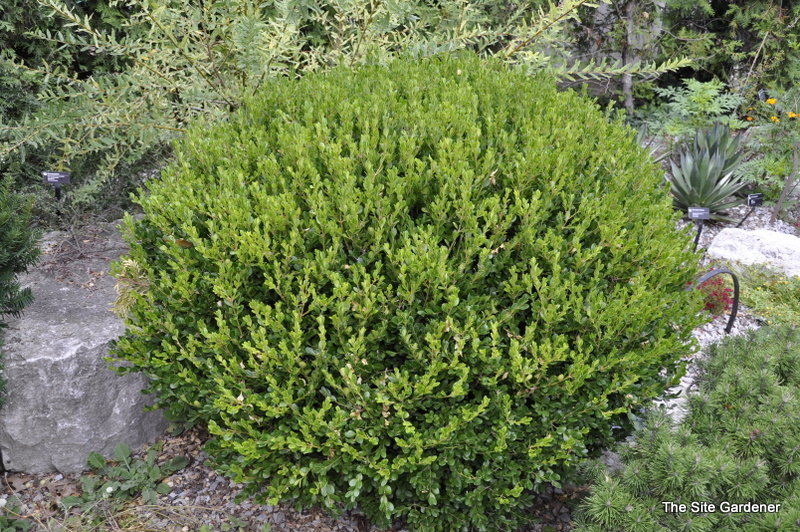 Buxus microphylla 'Winter Gem' — photo 1