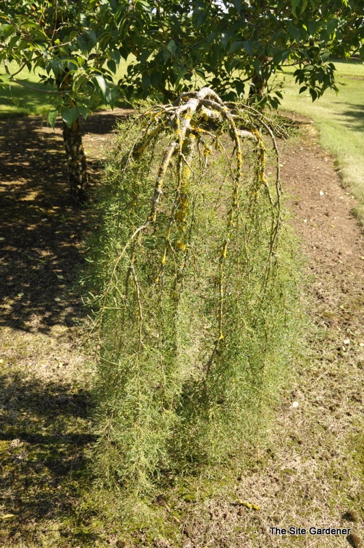 Caragana arborescens 'Walkeri' — photo 1