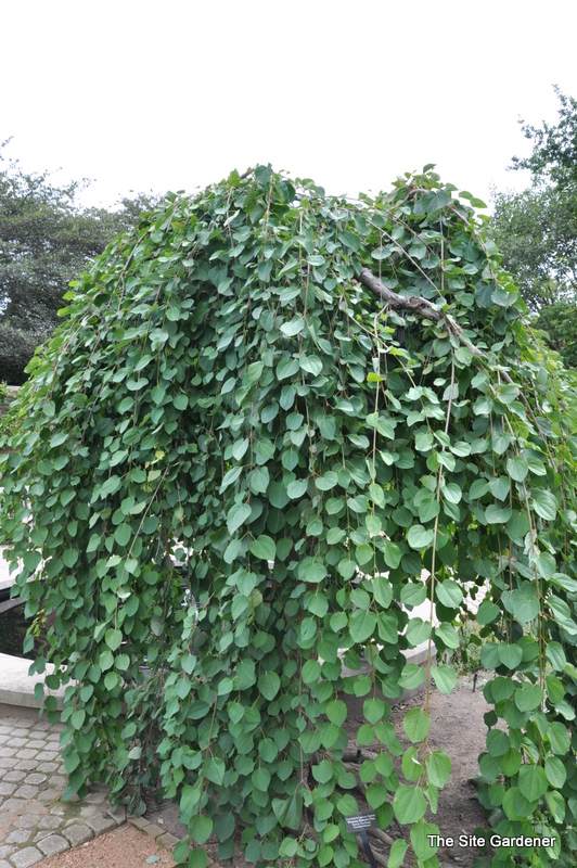 Cercidiphyllum japonicum Pendula — photo 1