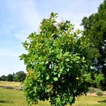 Cotinus obovatus — photo 1