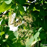Cotinus obovatus — photo 2