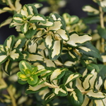 Euonymus fortunei 'Blondy' — photo 3