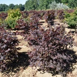 Acer palmatum  'Hefner's Red Select' — photo 1