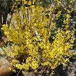 Forsythia intermedia Lynwood — photo 3