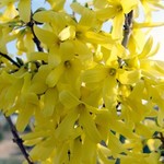 Forsythia intermedia Lynwood — photo 5