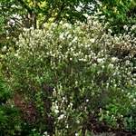 Fothergilla gardenii — photo 3
