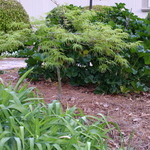Acer palmatum 'Nishiki Gawa' — photo 4
