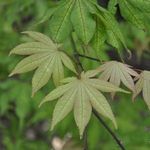 Acer palmatum 'Nishiki Gawa' — photo 5