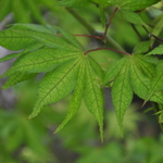 Acer palmatum 'Nishiki Gawa' — photo 6